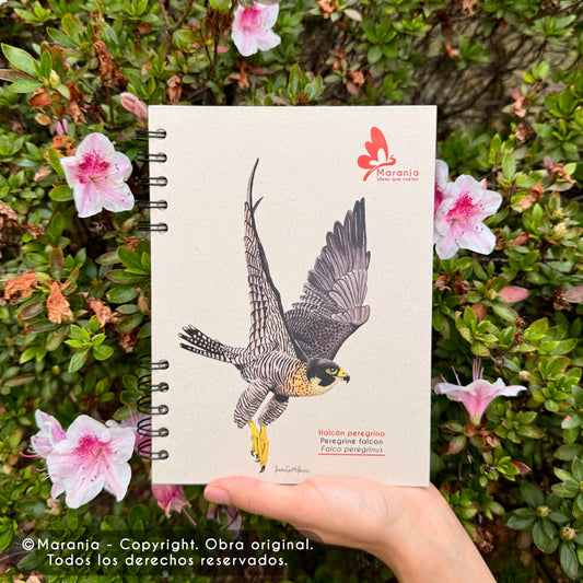 Cuaderno pequeño de Halcón peregrino + Papel plantable