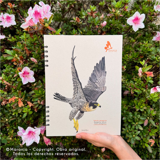 Cuaderno grande de Halcón peregrino + Papel plantable